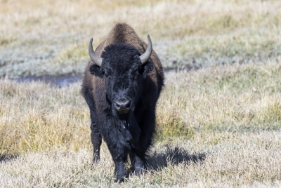 Buffalo Yellowstone NP Sept 2024